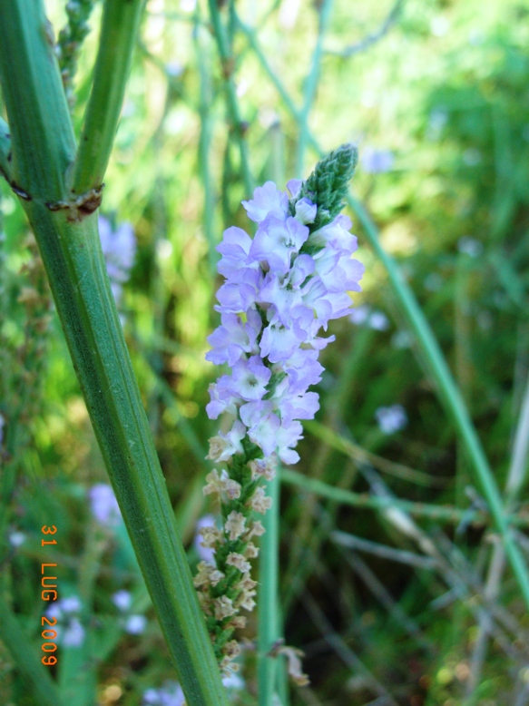 spiaggia di montenero4 - Verbena officinalis